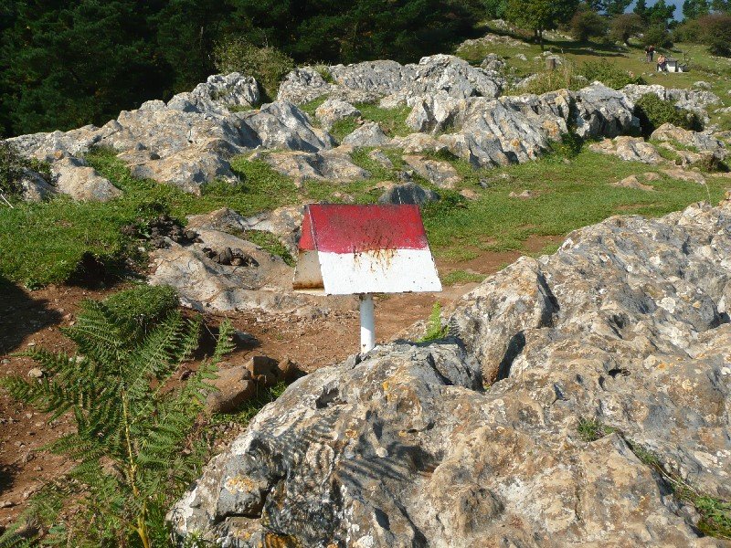 Buzoia
