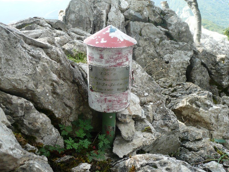 Buzoia