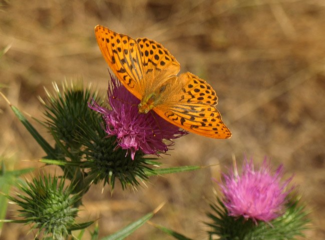 Tximeleta