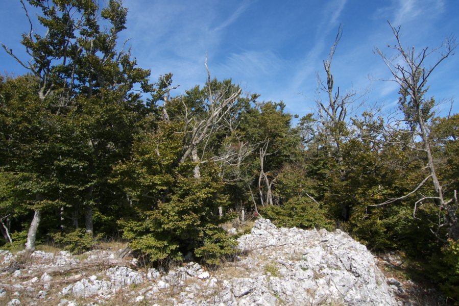 Tontorra