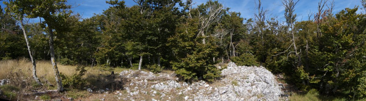 Tontorra