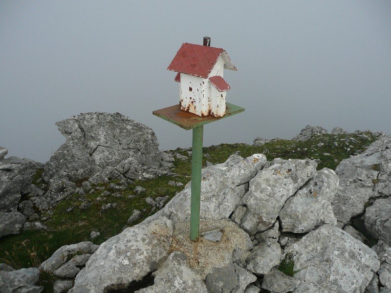Buzoia