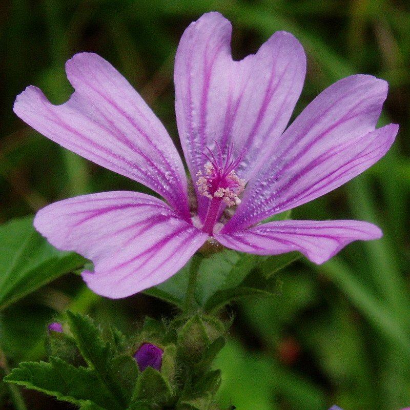 Malba arrunta (Malva sylvestris)