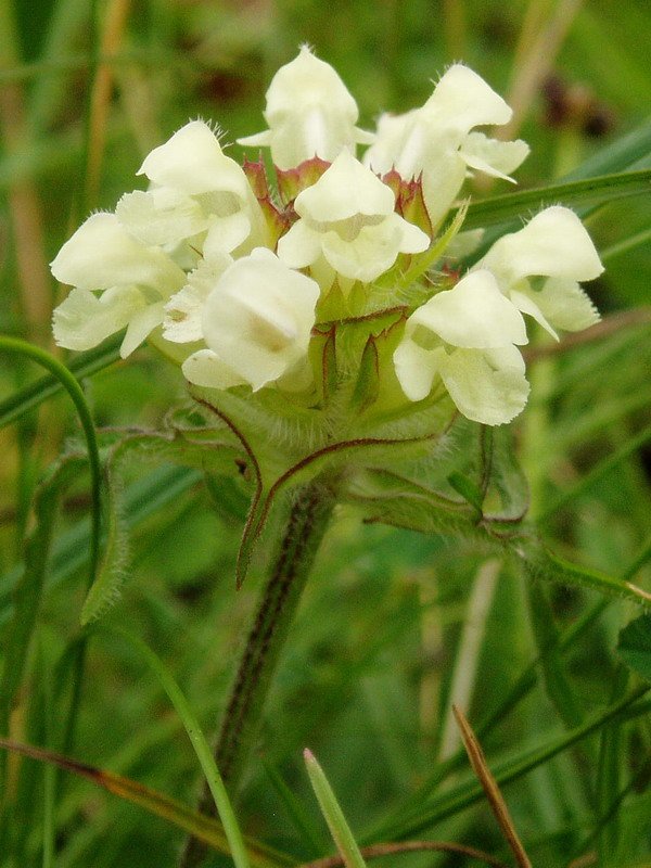 Prunella laciniata