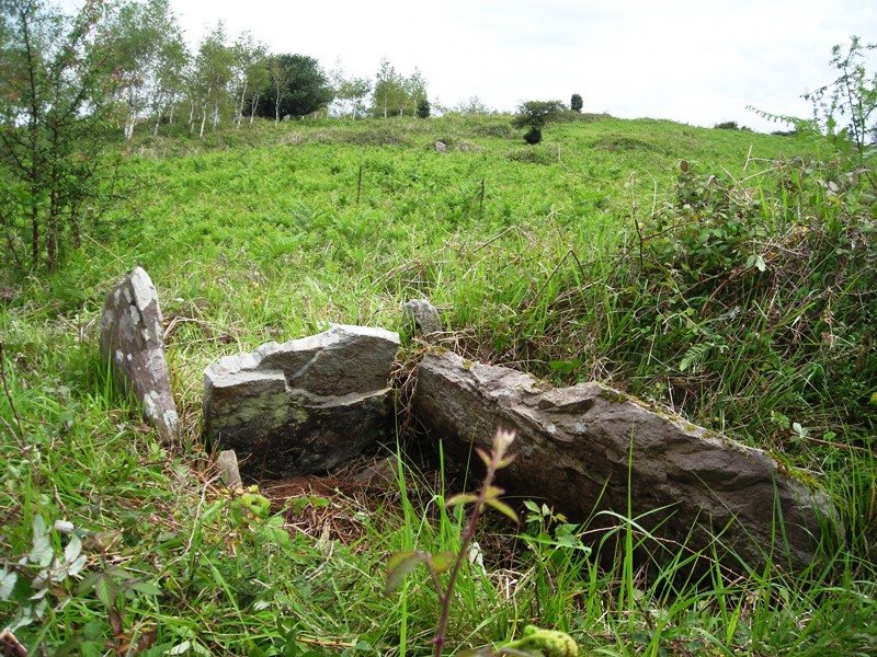 Mokua trikuharria