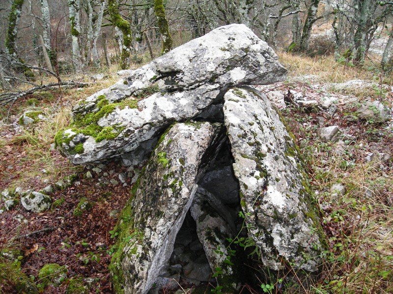 Armendia trikuharri
