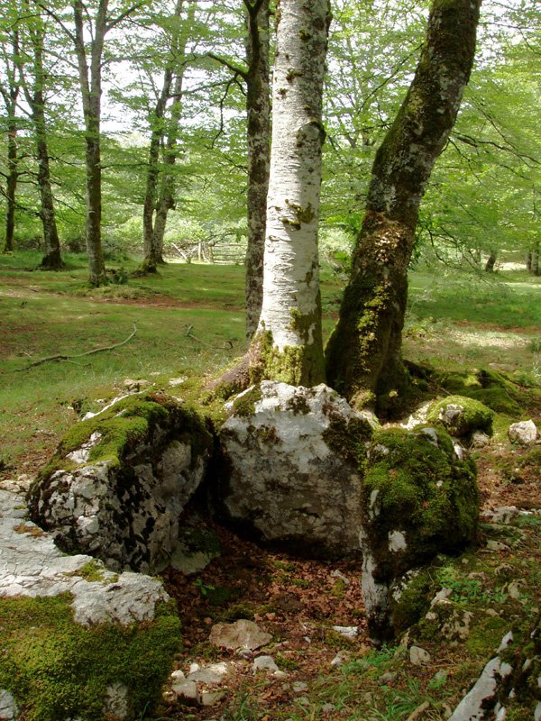 Txuritxoberri