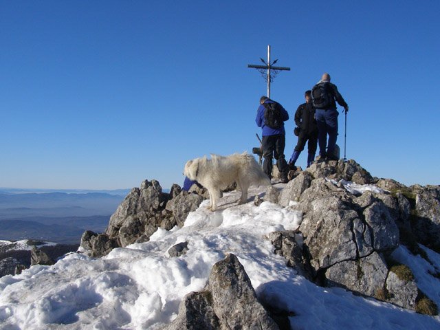 Gailurra
