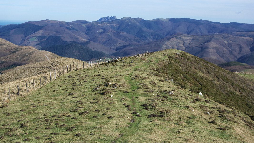 Ingurua