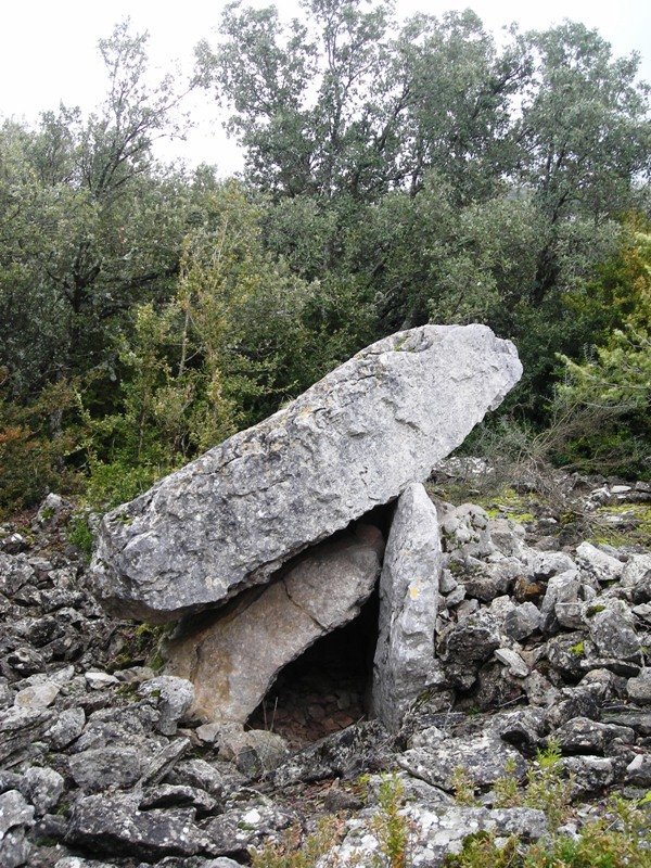 Angerta trikuharria