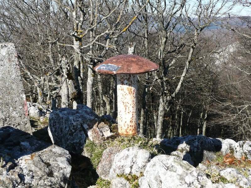 Buzoia