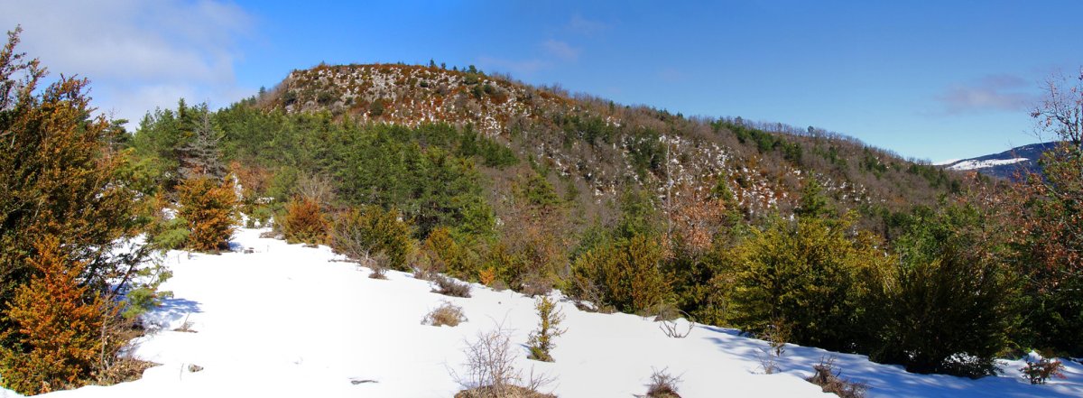 Betutagaña 