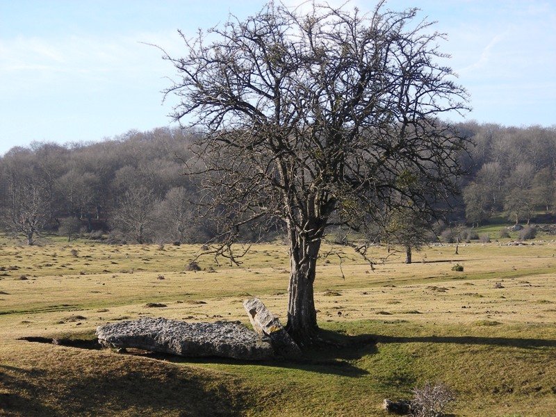 Akarte zutarria