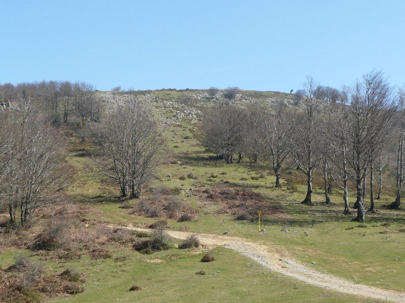 Bizkarlatza