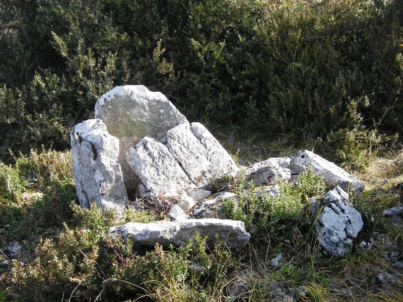 Larra  trikuharria