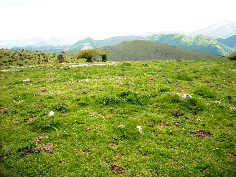 Hegillore tumulua