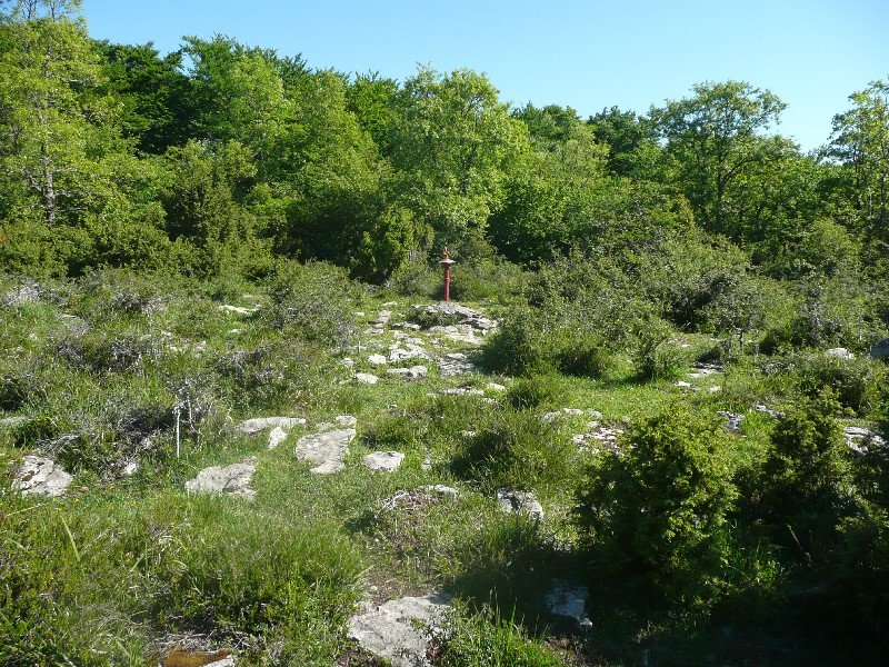 Tontorra