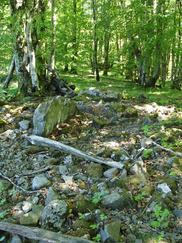 Suspiru trikuharria