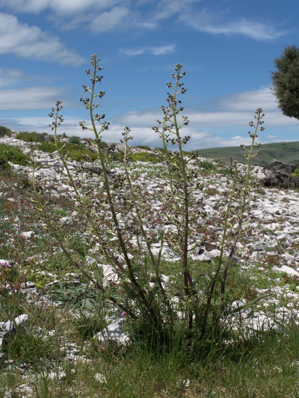 Landarea