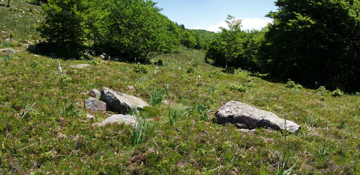 Txamorro