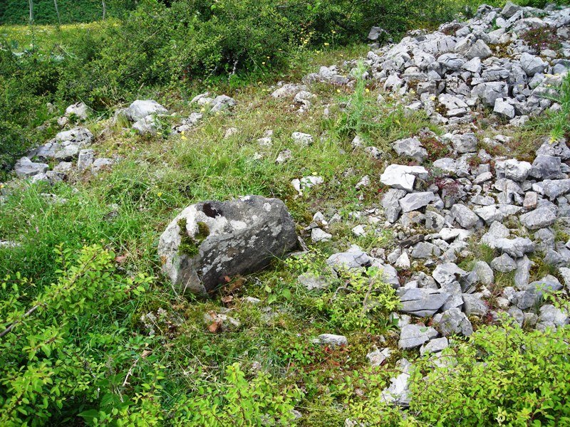 Sorota trikuharria