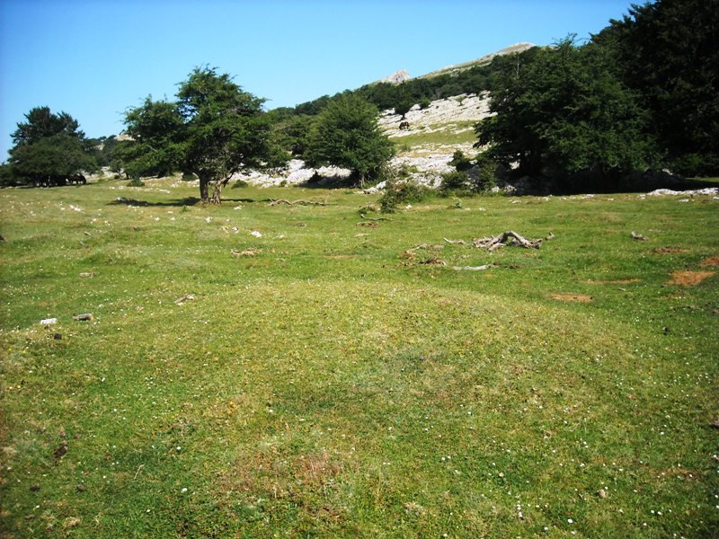 Ollide