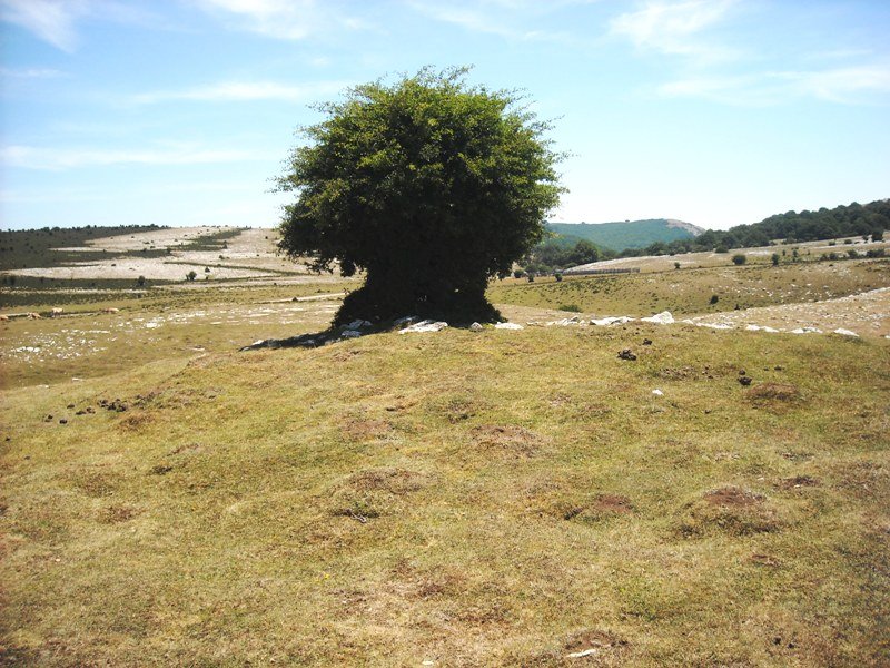 El  Espino  tumulua