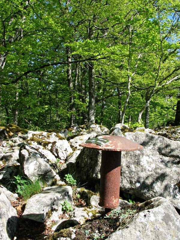 Buzoia