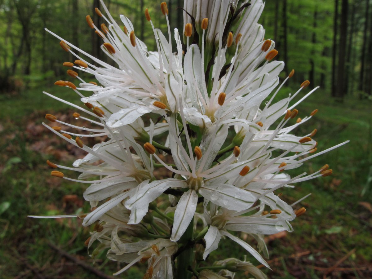 Asphodelus albus