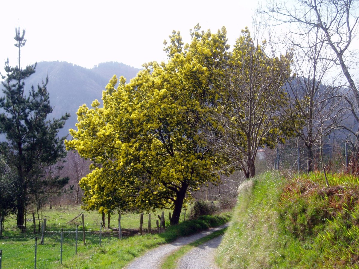 Udaberria
