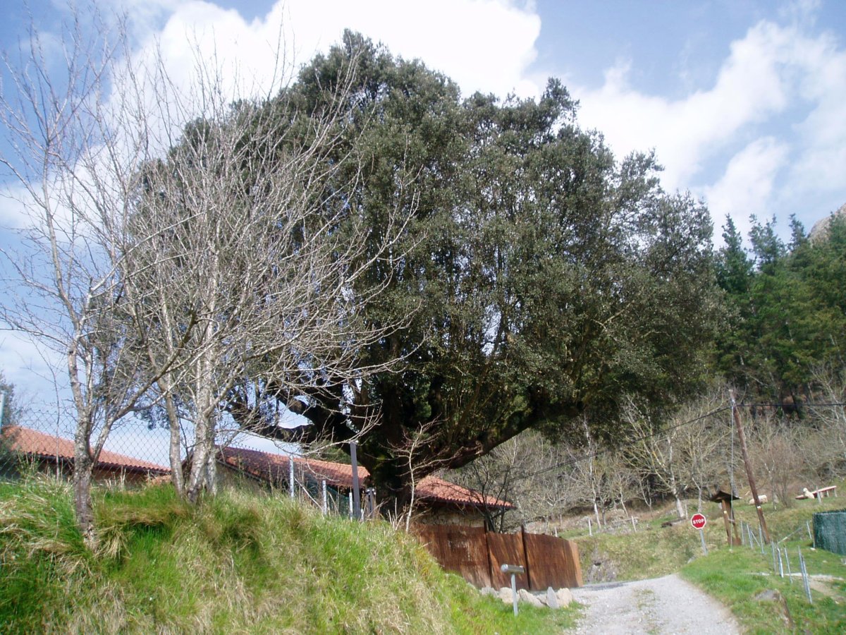 Artea