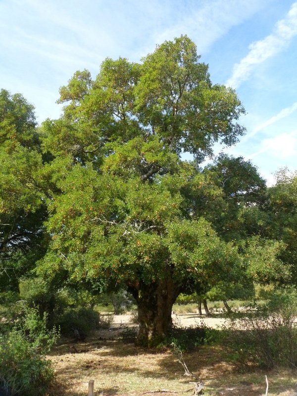 Lezaungo astigarra