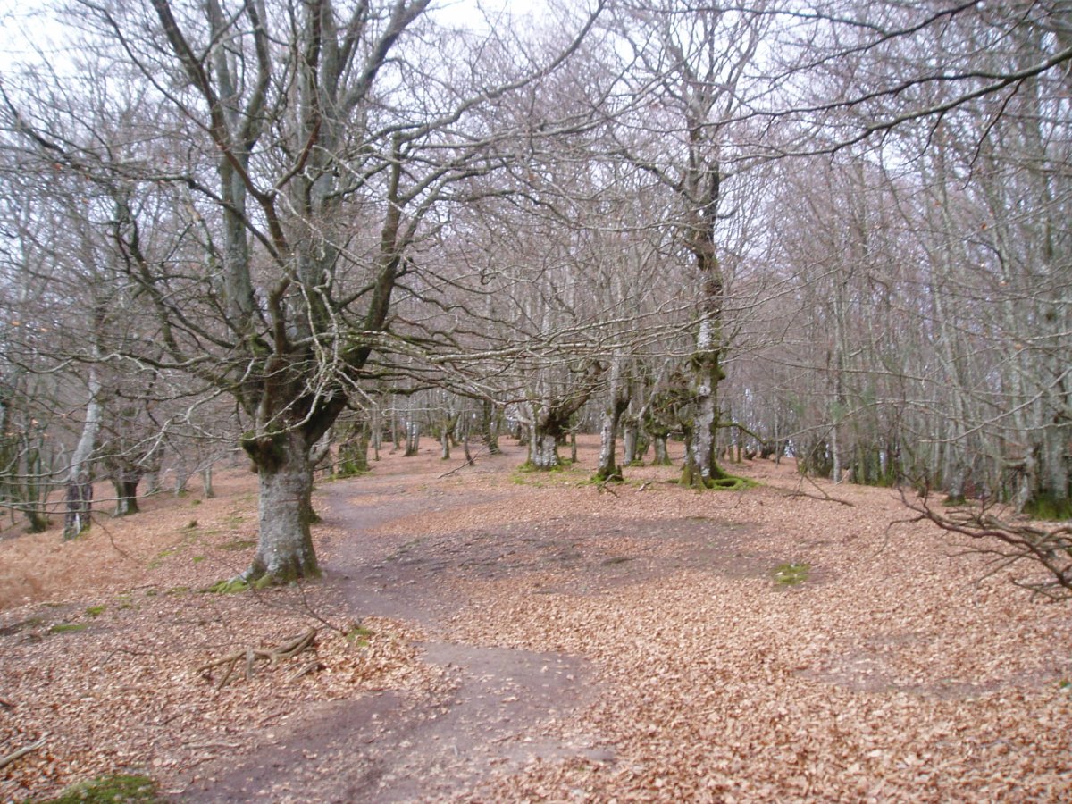 Albertiako pagadia