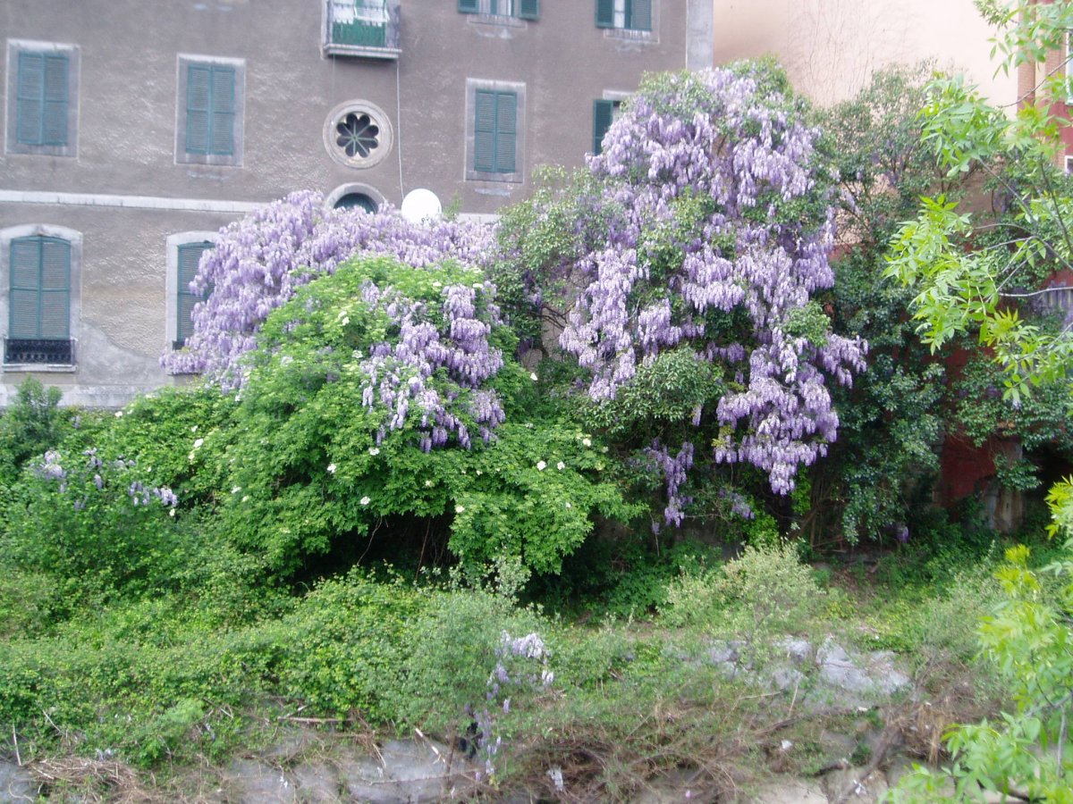 Laudioko glizinia