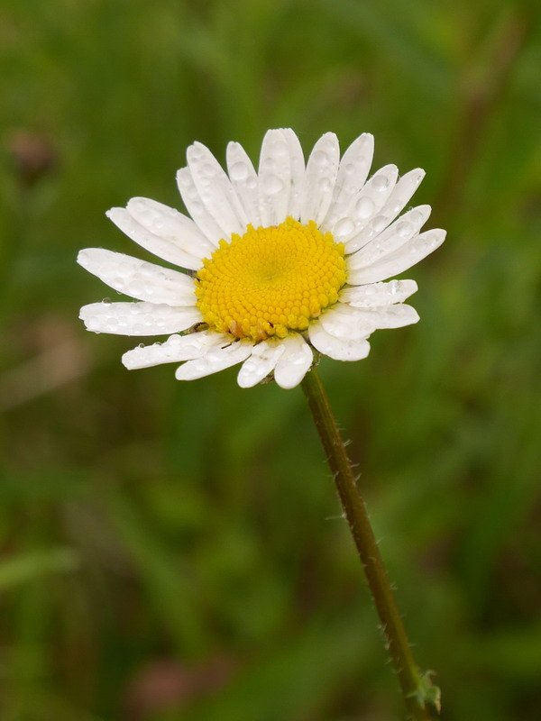 Leucanthemum ircutianum cantabricum