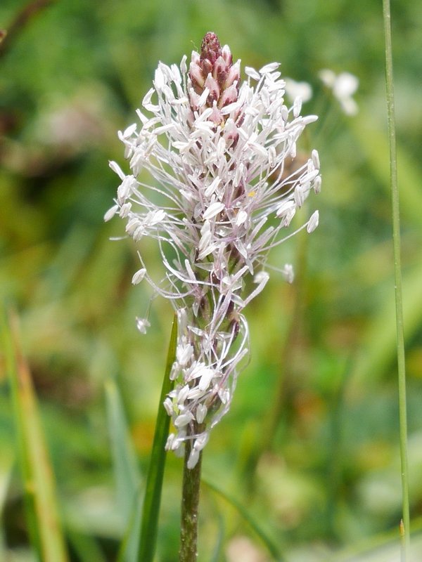 Plantain ertaina