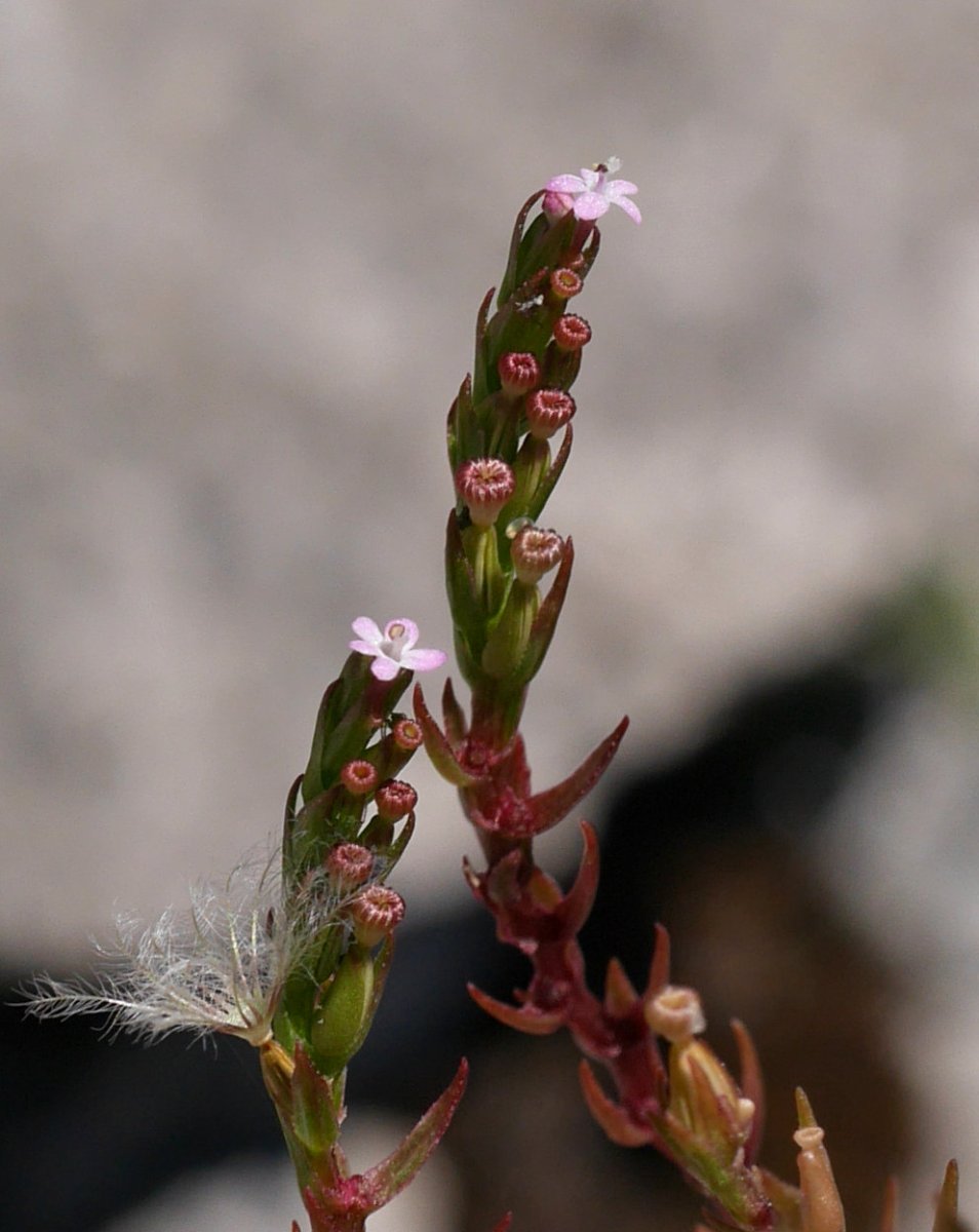 Centranthus calcitrapae, loreak.