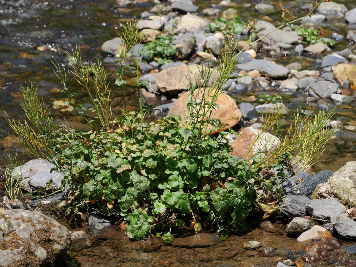 Cardamine raphanifolia, Oiartzun