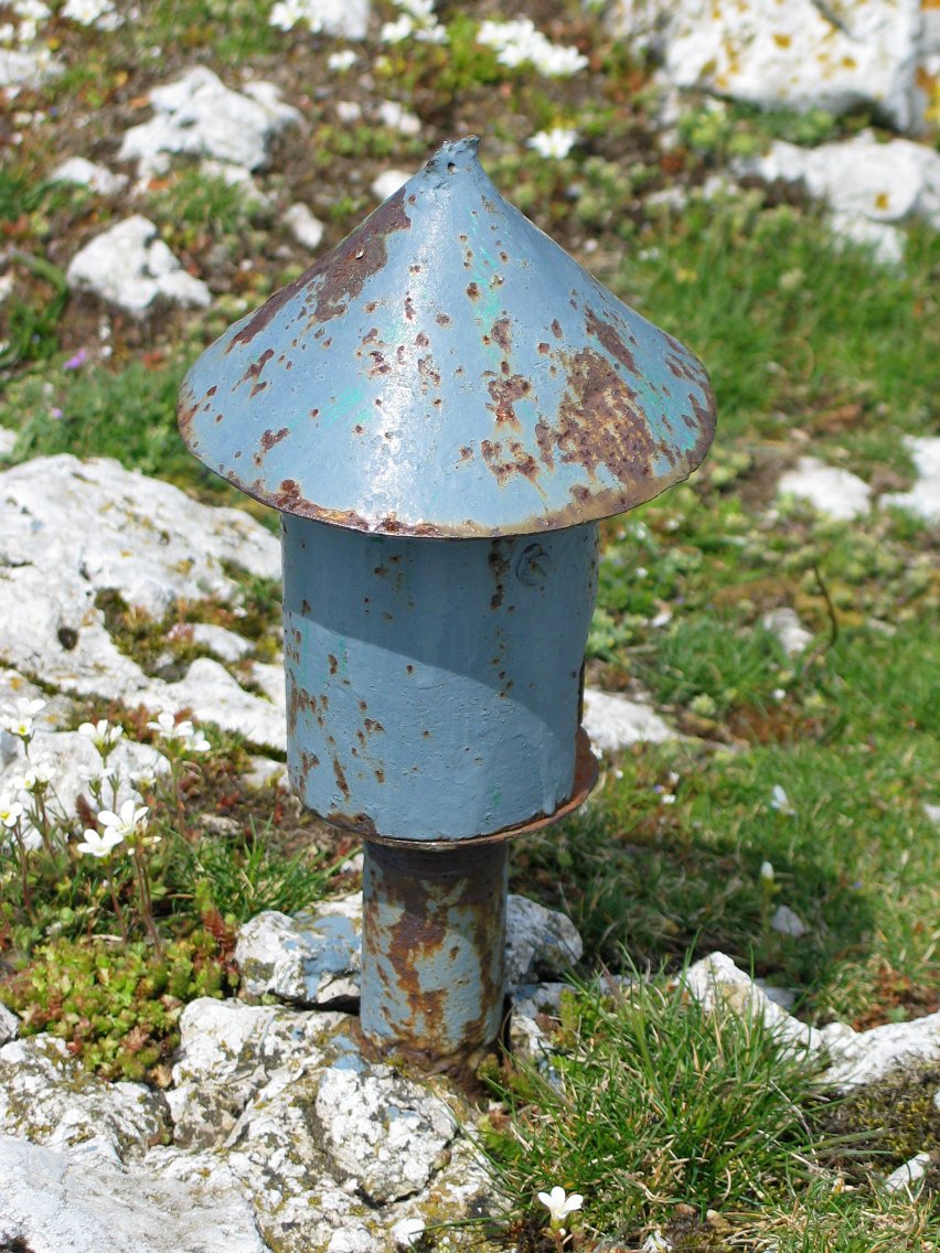 Buzoia