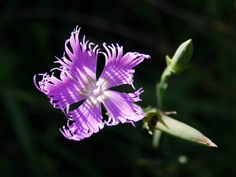 Lorea