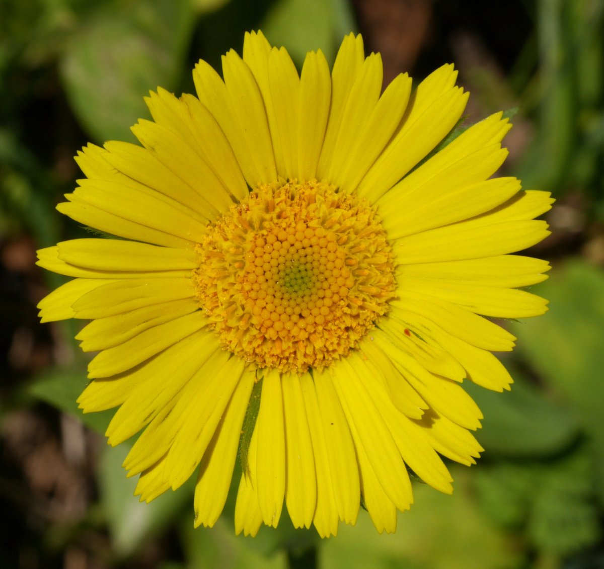 Doronicum plan­ta­gi­neum, Ilarduia aldean