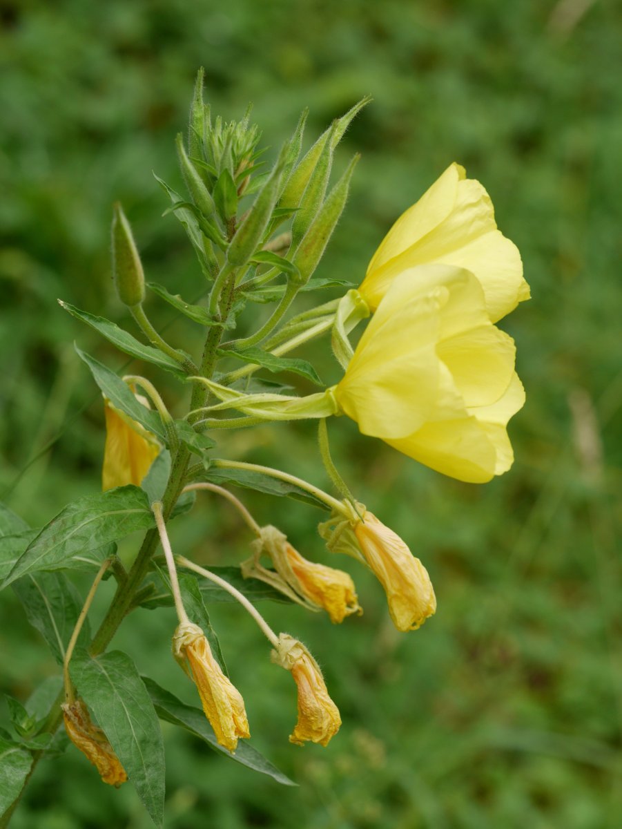 Oenothera glazioviana Endarlatsa aldean