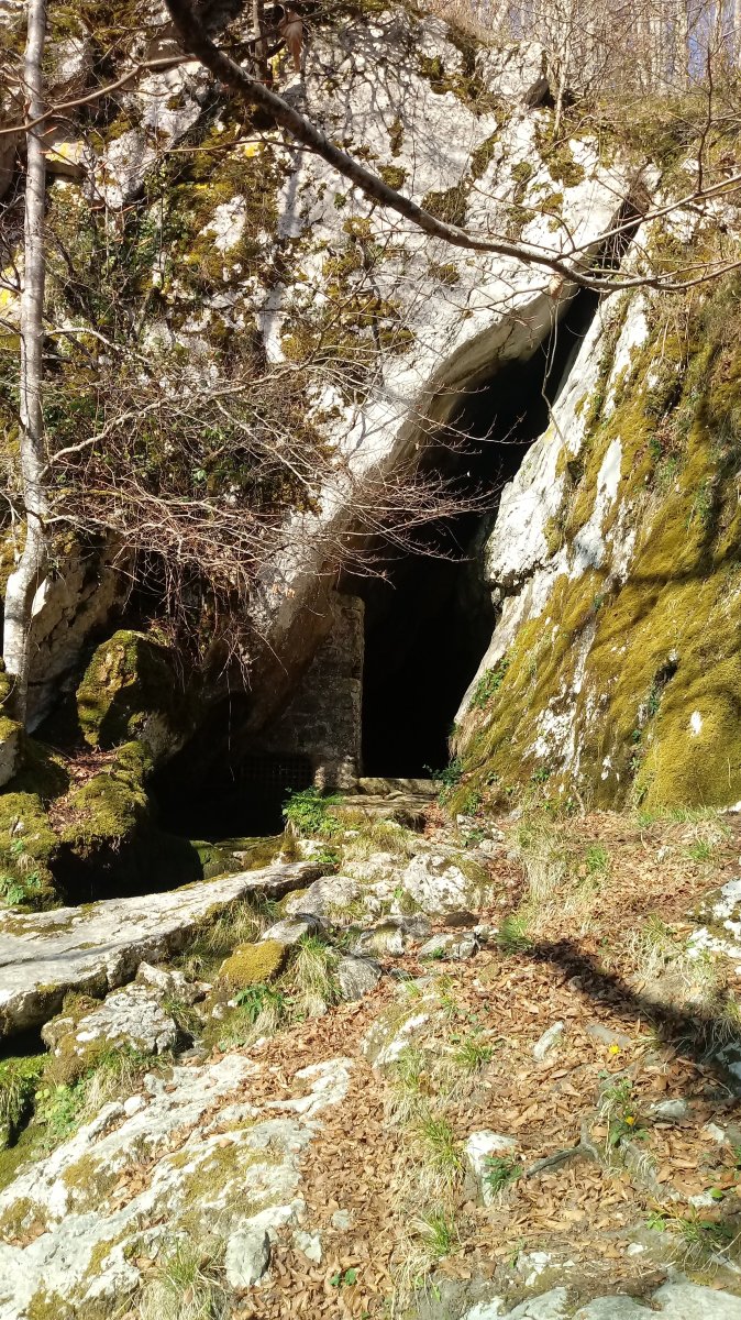 Hartzegi leizea