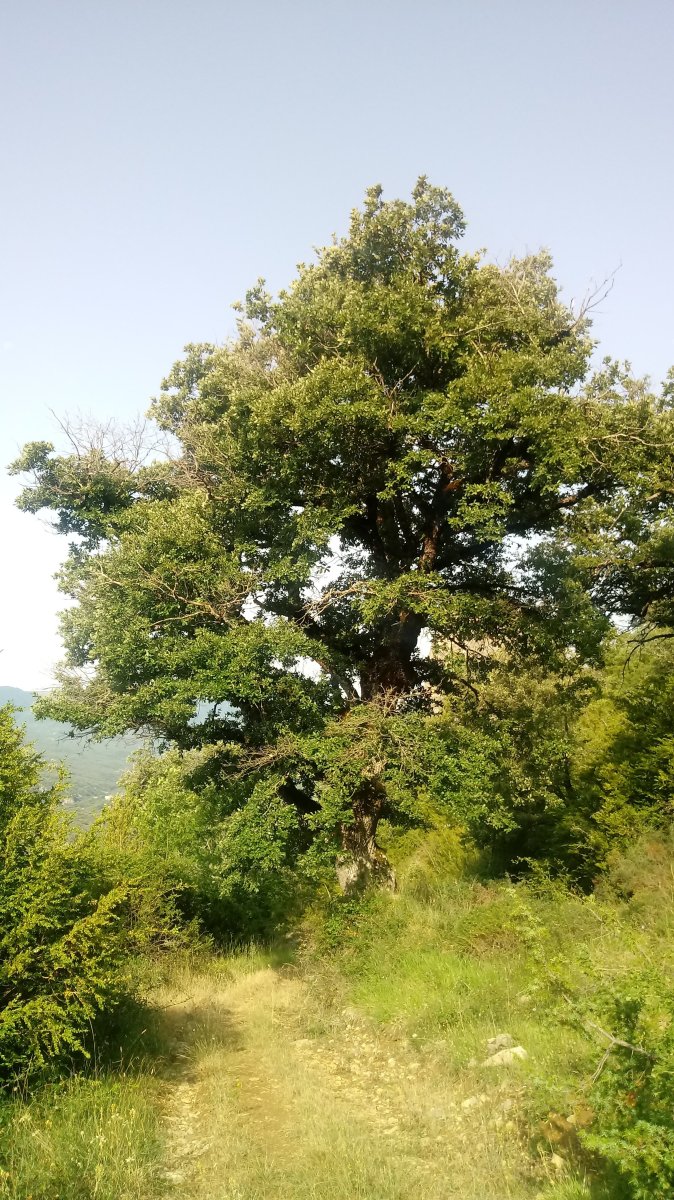 Igoera