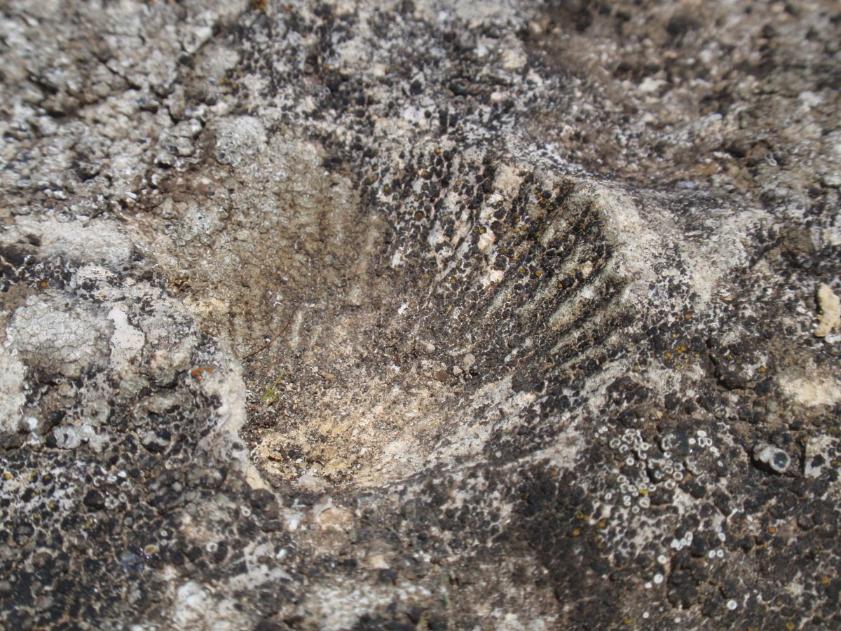 RASOS DE EZPOLA 3