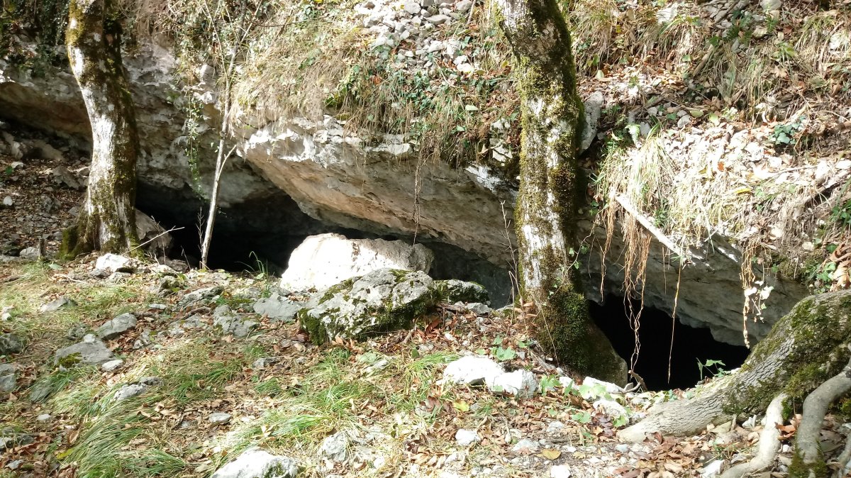 Basotxo haitzuloa