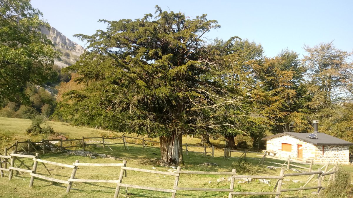 Aginaldeko Hagina