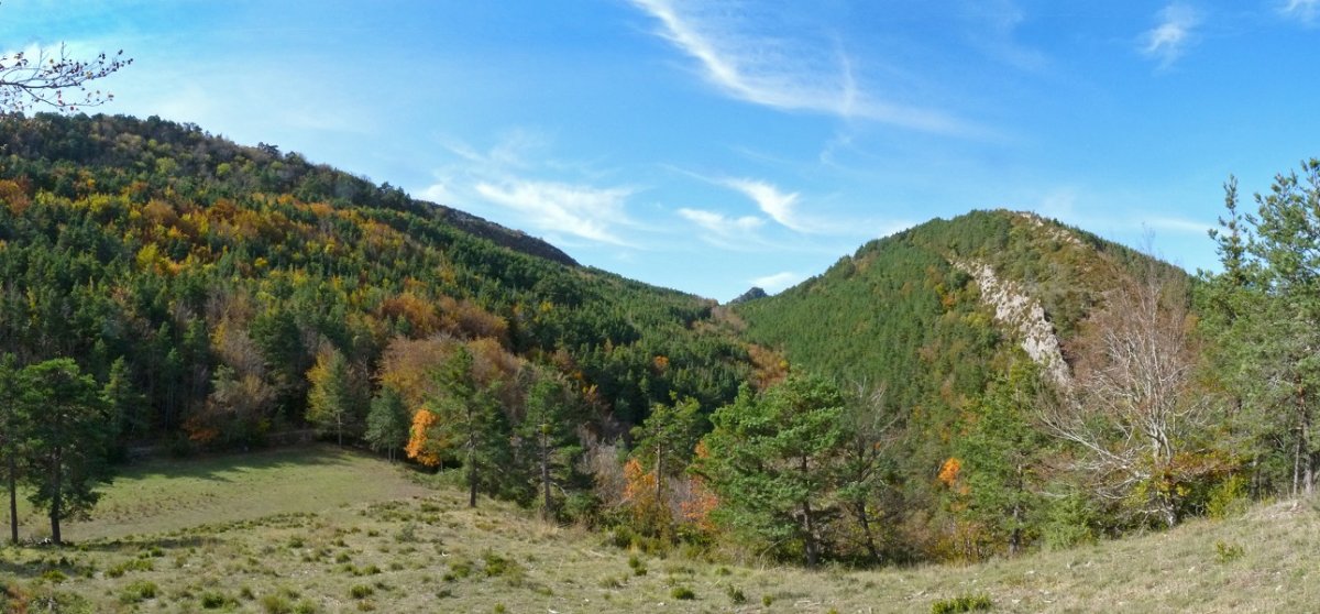 Lepoko larrea