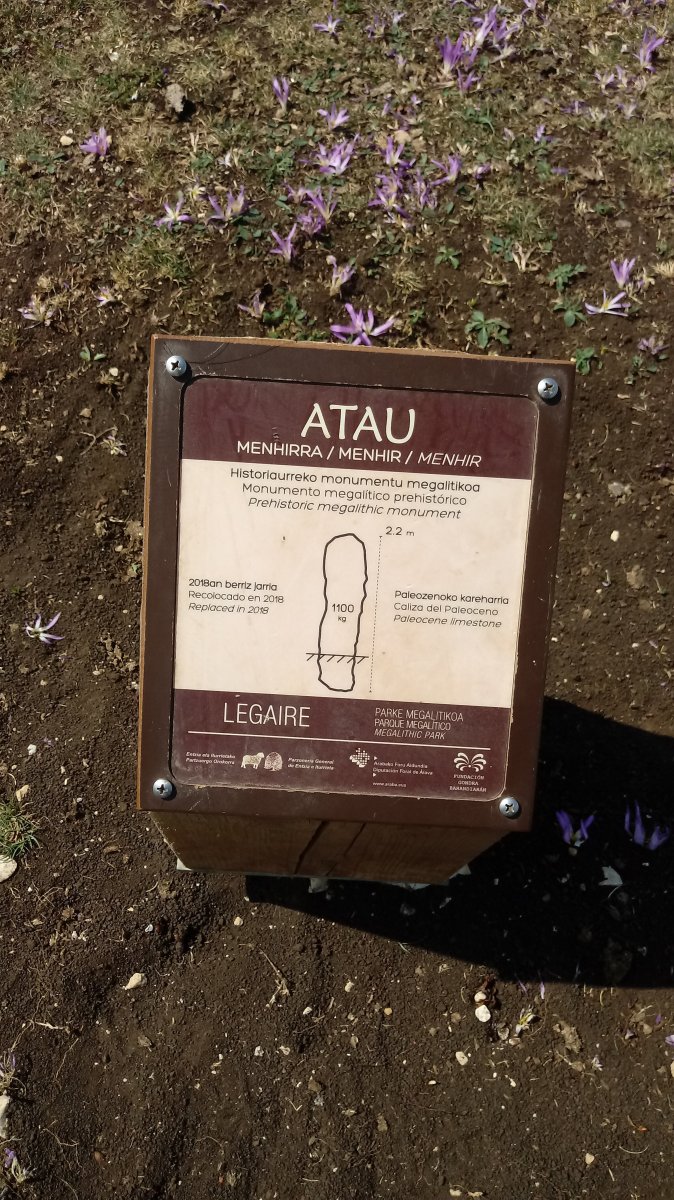 Atau I M. zutarria