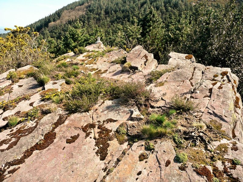 Tontorra